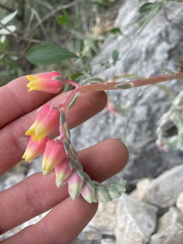 Echeveria simulans