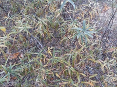 Hippophae rhamnoides