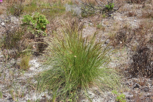 Image of Tenaxia stricta by (c) Tony Rebelo, some rights reserved (CC BY-SA)