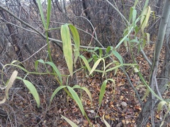 Lathyrus sylvestris