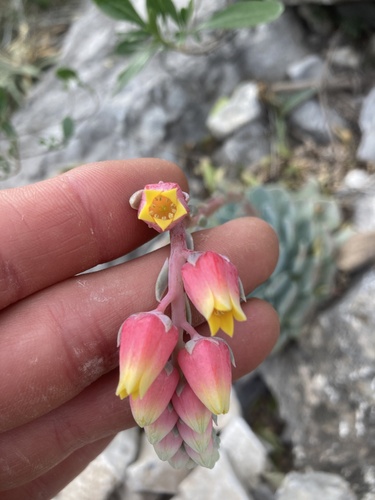 Echeveria simulans