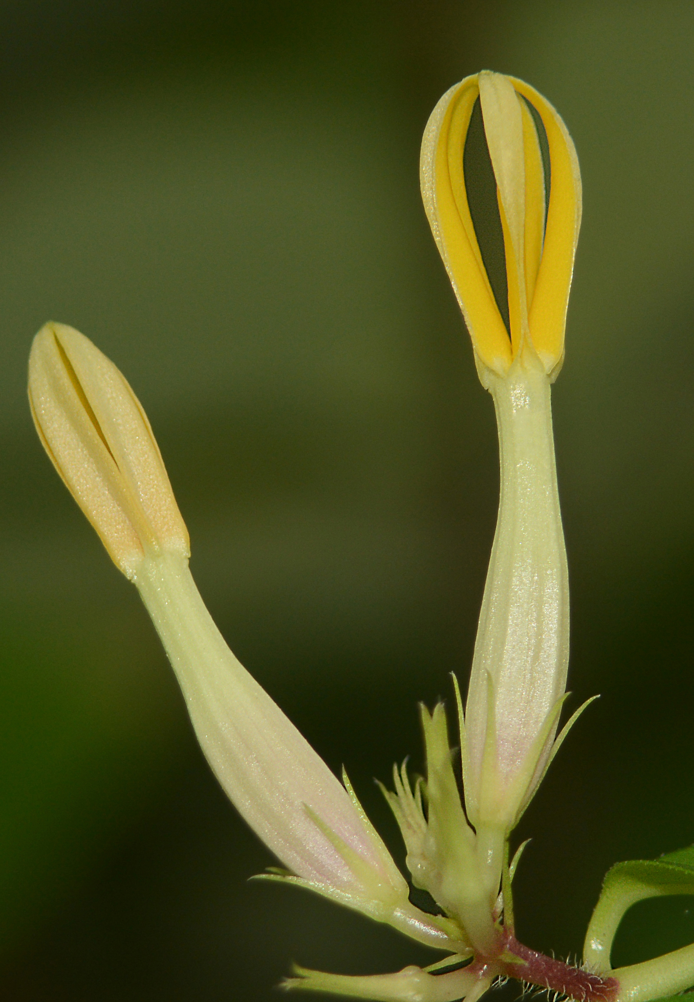 Ceropegia Odorata