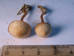 Tubaria romagnesiana