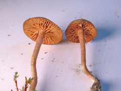 Tubaria romagnesiana