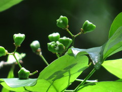 Euonymus australianus