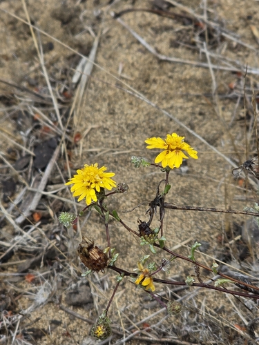 Lessingia germanorum, photograph 6