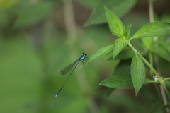 Coeliccia membranipes