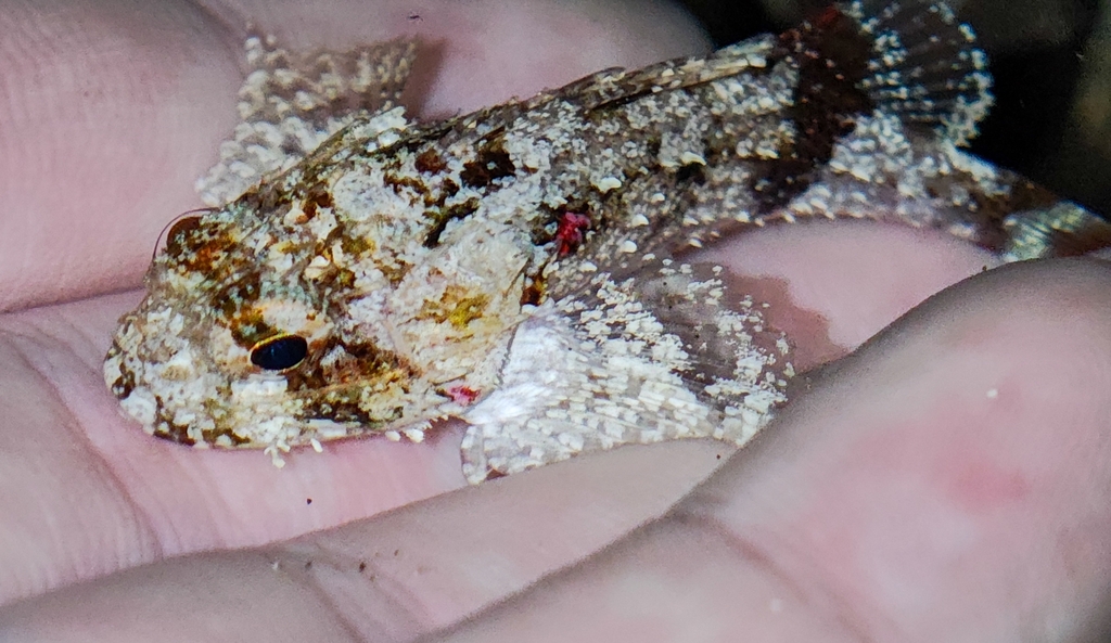 Spineblotch Scorpionfish