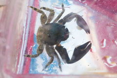 Petrolisthes cabrilloi