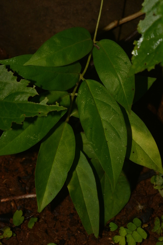 Ceropegia odorata