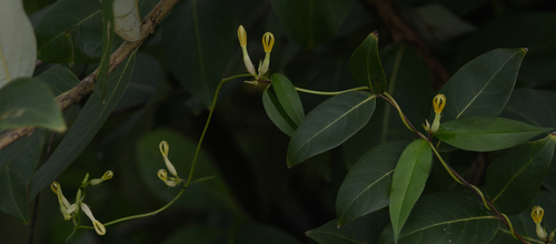 Ceropegia odorata
