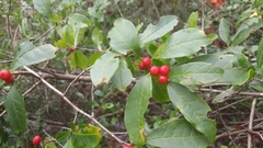 Ilex laevigata
