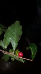 Ilex laevigata
