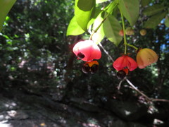 Euonymus australianus