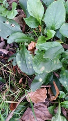 Puccinia arenariae