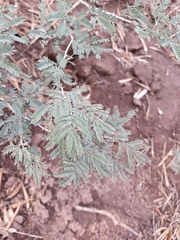 Prosopis farcta
