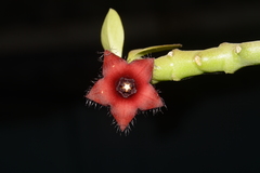 African milkweed (Boucerosia frerei)