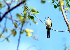 Myiozetetes cayanensis