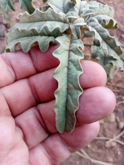 Solanum elaeagnifolium image