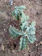 Solanum elaeagnifolium image