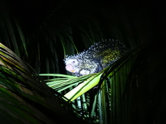 Coendou longicaudatus