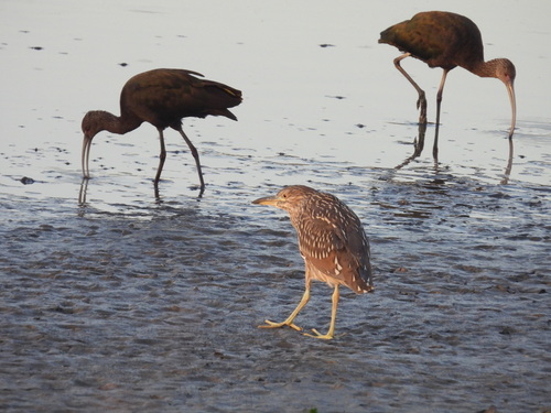 iNaturalist observation photo of Black-crowned Night Heron