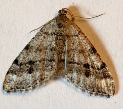Macaria sexmaculata