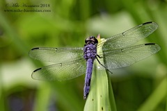 Libellula incesta
