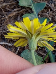 Crepis bursifolia image