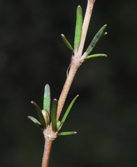 Coprosma brunnea
