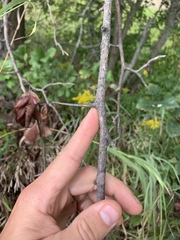 Crataegus macracantha