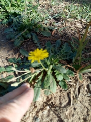 Crepis bursifolia image