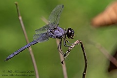 Libellula incesta
