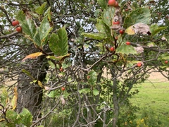 Crataegus macracantha