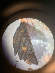 Crataegus macracantha