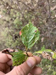 Crataegus macracantha