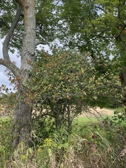 Crataegus macracantha