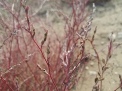 Corispermum orientale