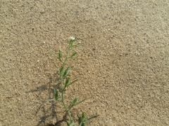 Thesium maritimum