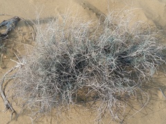 Astragalus karakugensis