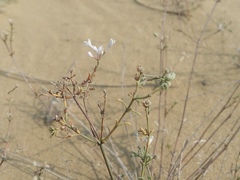 Asperula diminuta