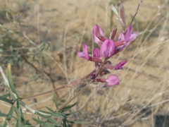 Astragalus brachylobus