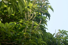 Vitex altissima