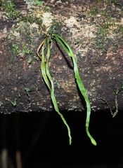 Notogrammitis angustifolia nothofageti