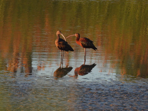 iNaturalist observation photo of White-faced Ibis