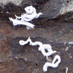 Spirobranchus lamarcki