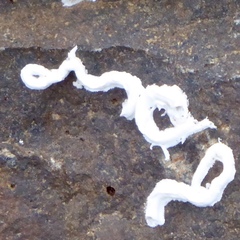 Spirobranchus lamarcki