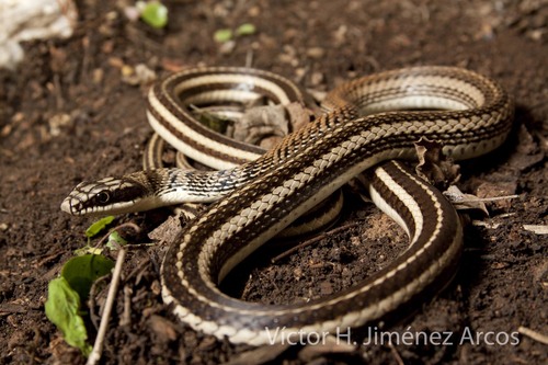 Mexican Patchnose Snake