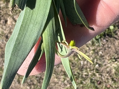 Ornithoglossum viride (Ornithoglossum viride)