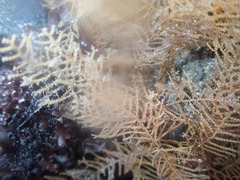 Abietinaria